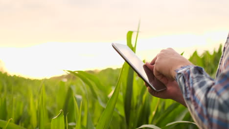 Blendenfleck:-Landwirt-Mit-Einem-Tablet-Zur-Überwachung-Der-Ernte-Eines-Maisfeldes-Bei-Sonnenuntergang.-Ein-Bauer-Mit-Einem-Tablet-überwacht-Das-Maisfeld-Bei-Sonnenuntergang-In-Zeitlupe